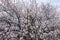 Many pinkish white flowers on branches of apricot in spring