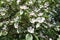 Many pinkish white flowers in the leafage of quince in May