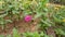 The many plant with pink  flowers on Indian video