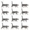 Many position of a Silver bengal cat walking, side view