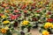 Many pots with blooming flowers on table in greenhouse