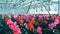 Many pots with cyclamen flowers stores in rows inside a greenhouse.