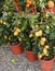 many pots with lemons plants