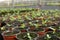 Many pots with soil and fresh seedlings in greenhouse