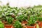 Many pots with succulent crassula cultivar hobbit and simple crassula ovata in greenhouse