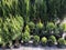 Many pots with thuja seedlings for sale, plant nursery