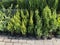 Many pots with thuja seedlings for sale, plant nursery