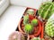 Many pots top view of cacti in bright tone colors. The texture of the cactus. Cactus is greatly fertilized