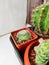 Many pots top view of cacti in bright tone colors. The texture of the cactus. Cactus is greatly fertilized