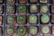 Many potted cactuses of Stenocactus multicostatus or brain cactus, Parodia magnifica, Rebutia