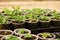 Many potted strawberry seedlings in tray