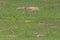 Many Prarie Dogs Stand Alert in Field