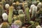 Many prickly and green cacti of different types in plastic pots are sold in the store. Background