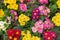 Many Primula primrose blossom top view design. Red pink burgundy maroon yellow bright natural fresh flower in a pot. Primula