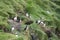 Many Puffins with Fish on Cliff Near Ocean, Iceland