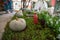 Many pumpinks on display made of table with plants growing from it.