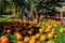 Many Pumpkins on the ground in a countryside location in Folsom USA