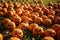 Many pumpkins ready to decorate houses at Halloween. Generative AI