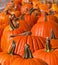 Many Pumpkins in a Row in Pumpkin Patch