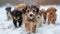 many puppies playing in the snow