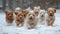 many puppies playing in the snow