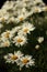 Many Pure White Butterfly Marguerite Daisy Flowerbed in Bloom in summer