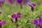 Many purple Aubrieta cultorum flowers