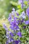 Many purple Cranesbill flowers growing in a spring garden. Beautiful vibrant geranium perennial flowering plant