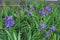 Many purple flowers of bearded irises in May