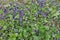 Many purple flowers of dog-violets in March