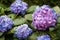 Many purple hydrangea flowers growing in the garden, floral back