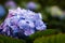 Many purple hydrangea flowers growing in the garden, floral back