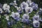 Many purple and white pansies horizontal background