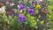 Many purple yellow, white violets flowers with green leaves bloom in a flowerbed