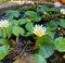 Many pygmy water lilies in bloom in Raja's seat, Madikeri, Coorg