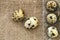 Many quail eggs on a wooden floor many quail eggs on the linen bag on a wooden floor,quail eggs in a plastic box .