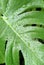 Many raindrops on surface of green jungle monstera leaf in vertical frame