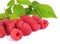 Many raspberries leaves corner template isolated white