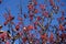 Many red berries on bare branches of whitebeam against blue sky