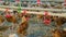many red Chickens poultry drinking water by nipple waterer system Factory farm