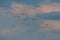 Many red-crested pochards ducks netta rufina in flight