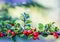 Many red fruits on the branch of a cotoneaster horizontalis bush in the garden in autumn