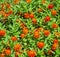 Many red orange Zinnia elegans or common zinnia flowers view from above