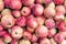 Many red pink apple, background texture. Freshly harvested organic colorful apples close up