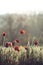 Many red poppy flowers in bloom on a green field with morning dew water drops