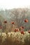 Many red poppy flowers in bloom on a green field with morning dew water drops on a backlit