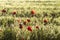 Many red poppy flowers in bloom on a green field with morning dew water drops on a backlit sunrise light