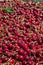 Many red ripe cherries in a bin ready to be packaged for sale