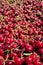 Many red ripe cherries in a bin ready to be packaged for sale