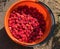 Many red succulent raspberries in a bucket